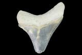 Serrated, Bone Valley Megalodon Tooth - Florida #99823-1
